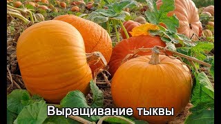 Как выращивать тыкву? Как посадить тыкву чтобы взошла быстро? Выращивание тыквы.