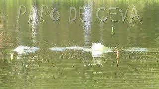 BOIA CEVADEIRA NO PESQUEIRO KAFUNGA - SERÁ QUE SOBE TAMBA? PAPO DE CEVA 01