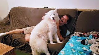 Husky Demands Cuddles From Her Daddy