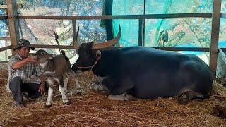 สมาชิกใหม่"ทับทิมสยาม"ลูกสาวหงษ์สยาม
