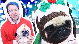 PUGS IN CHRISTMAS OUTFITS!!!