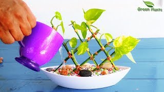 Money plant in Lucky bamboo Style-Money plant Growing Idea-Money plant Growing Style//GREEN PLANTS