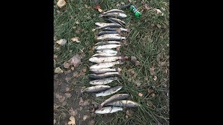 Ловля пеленгаса на Дону. Рыбалка и отдых с друзьями в Дугино. Пеленгас на живого нереиса