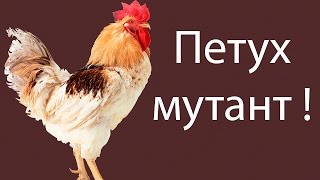 Петух мутант ! ( Chicken Assassin )