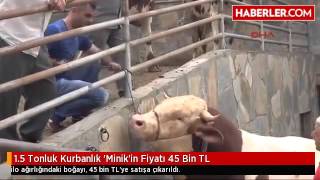 1 5 Tonluk Kurbanlık 'Minik'in Fiyatı 45 Bin TL