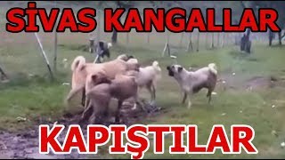 Sivas kangal kapışması çoban yetişmese ne olacağı belli değildi