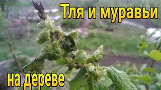 ?Это работает на 100%. Борьба с тлей и муравьями на дереве. ч-1