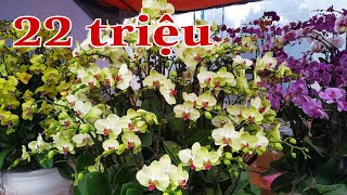 Chậu Hoa Lan 22 triệu tại Chợ Hoa Tết 2020 Hà Nội