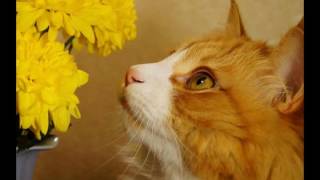 мои коты воители и как они выглядят в реальной жизни