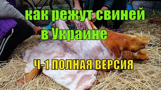 Как забить свинью,Как заколоть свинью,Как обсмалить свинью,Как разделать свинью, Ч-1 ПОЛНАЯ ВЕРСИЯ