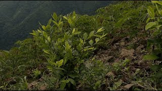 Más del 90 % de los cultivos de coca han sido erradicados en Valdivia