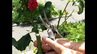 Обрезка РОЗ после прививки в КОРНЕВУЮ  ШЕЙКУ и на ШТАМБ.
