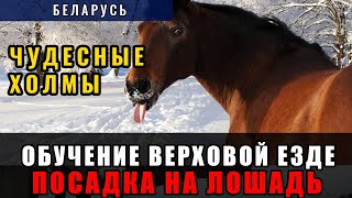 Обучение верховой езде для начинающих