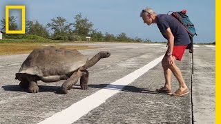 Explorer Interrupts Mating Tortoises, Slowest Chase Ever Ensues | National Geographic