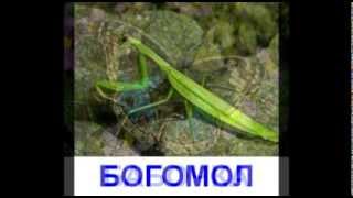 Развивающее видео для детей - "Насекомые"