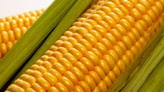 Как насадить кукурузу на крючок.