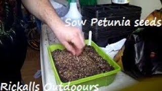 How to sow Petunia seeds