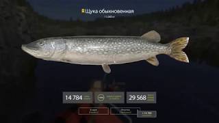 Русская Рыбалка 4 Спиннинг - Ультралайт. Ладожское оз. Трофейная Щука