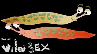 If You Think Your Sex Life Is Tough, Try Being a Slug