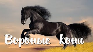 ВОРОНЫЕ КОНИ / Разбор на гармони