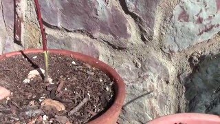 Cómo injertar cualquier arbol o arbusto, método tradicional - Manual del cultivo ecológico.