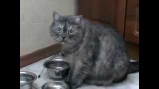 кот просит еду
