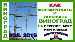 ? Виноград. Ризамат на перголе, навесе, арке.  Как укрыть виноград. Формировка на перголе.