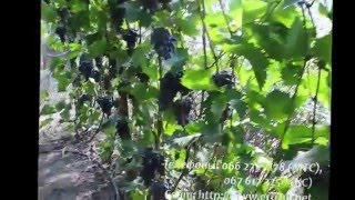 Сорт винограда памяти Негруля