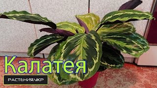 Калатея уход в домашних условиях / Калатея медальон