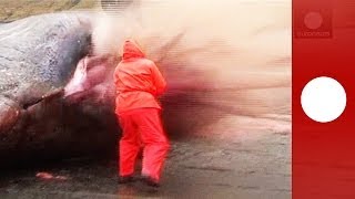 Explosión de una ballena en las islas Feroe