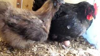 Silkie Bantam Stealing Eggs