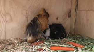 Guinea pig mating #4 | Brittany and Boris