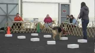 Tara K9 Nose Work Birch ORT 1-5-2013