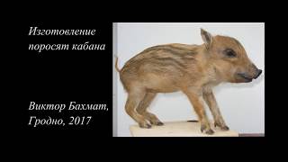 Изготовление чучел кабанят.