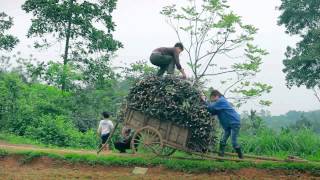 Tự hào Ba Vì - Vùng đất Linh Thiêng - Thanh Bình - Tươi Đẹp (phiên bản Nam)