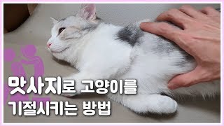 How to Faint a Cat with Massage // 맛사지로 고양이를 기절시키는 방법
