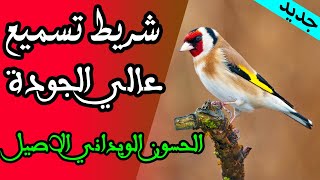 تغريد طائر الحسون الكوبيا الإسباني لغة اصلية خالية من الاخطاء لتعليم المقنين البارفا