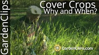 Cover Crops - Which are best. When and why to plant them.
