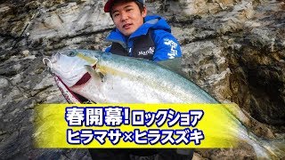 春開幕！ロックショア ヒラマサ×ヒラスズキ！