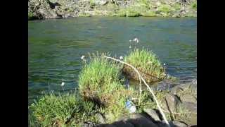 Spring Pole - Automatic Survival Fishing