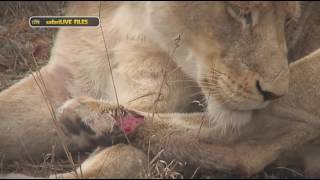Jan 16, 2017- Mating isn't always easy