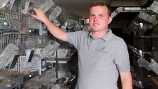 Шиншилловая Ферма Chinchilla Real | Разведение Шиншилл | Племенные Шиншиллы | Шиншилла Бизнес