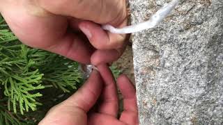 Как се прави зазимяване на Туя смарагд - връзване с канап (thuja occidentalis smaragd)