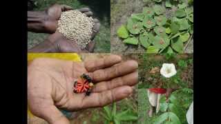 Medicinal Rice B4 Formulations for Thickened Skin: Pankaj Oudhia's Medicinal Plant Database