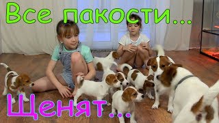 Видео про щенят  ОПАСНО это или НЕТ Собака Джек Рассел