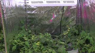Hydroponic tomatoes Part 1 - Hydro Grow vs HTG vs Generic