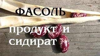 Фасоль.  Ценный продукт и сидират