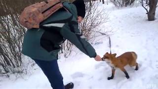 Tiki the fox walking in the snowy park compilation (Days 665 - 688)