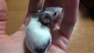Куда ИСЧЕЗЛО ушко мышки? Японские мышки малютки