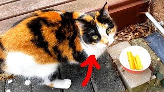 Кошечка без лапки пришла к нам опять// Алис играет и кормит кошку// Видео для детей про животных